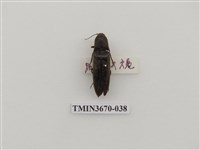 藏品(叩頭蟲(1))的圖片